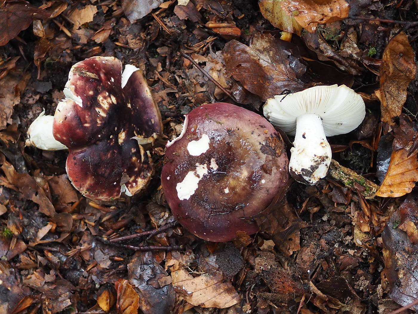 Photo © John Catterson Russula atropurpurea byJohn Catterson